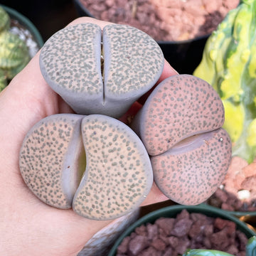 Rare Succulents - Lithops Fulviceps extra large (1.8”-2”)