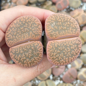 Rare Succulents - Lithops Aucampiae double heads extra large (2”+)