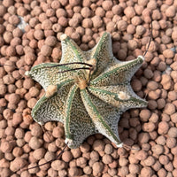 Rare Cactus - Astrophytum Capricorne (1.5”)