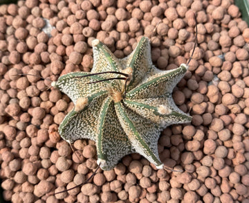 Rare Cactus - Astrophytum Capricorne (1.5”)