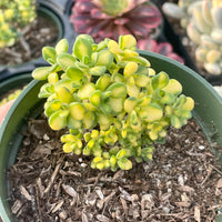 Rare succulents - Aeonium lindleyi f. Variegata mini cluster