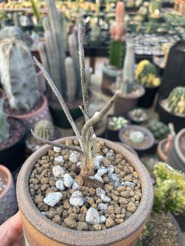 Rare Cactus - Astrophytum caput-medusae seed grown