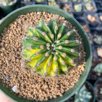 Rare Cactus - Echinopsis Eyriesii Variegata  small