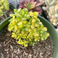 Rare succulents - Aeonium lindleyi f. Variegata mini cluster