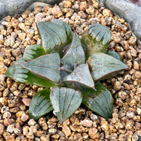 Rare Succulents - Haworthia Badia Kobiotori (3")