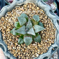 Rare Succulents - Haworthia Badia Kobiotori (3")