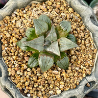 Rare Succulents - Haworthia Badia Kobiotori (3")