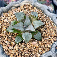 Rare Succulents - Haworthia Badia Kobiotori (3")