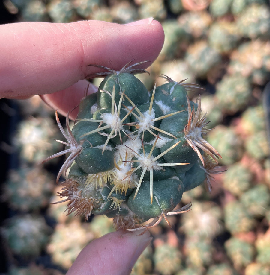 Rare Cactus - Coryphantha elephantidens thorn crested (1.5”-2