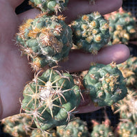Rare Cactus - Coryphantha elephantidens thorn crested (1.5”-2")
