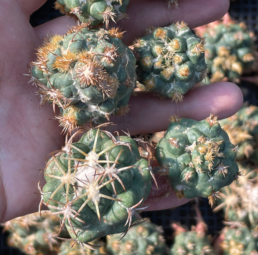 Rare Cactus - Coryphantha elephantidens thorn crested (1.5”-2