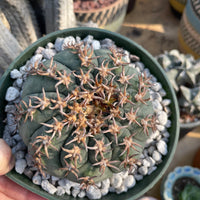 Rare Cactus - Gymnocalycium Spegzzinii v. unguispinum (5.5” pot)