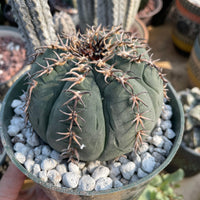 Rare Cactus - Gymnocalycium Spegzzinii v. unguispinum (5.5” pot)