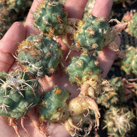 Rare Cactus - Coryphantha elephantidens thorn crested (1.5”-2")