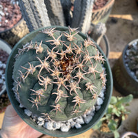 Rare Cactus - Gymnocalycium Spegzzinii v. unguispinum (5.5” pot)