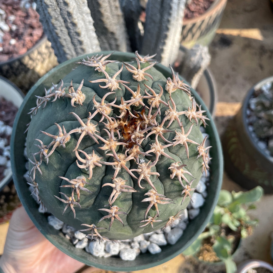 Rare Cactus - Gymnocalycium Spegzzinii v. unguispinum (5.5” pot)