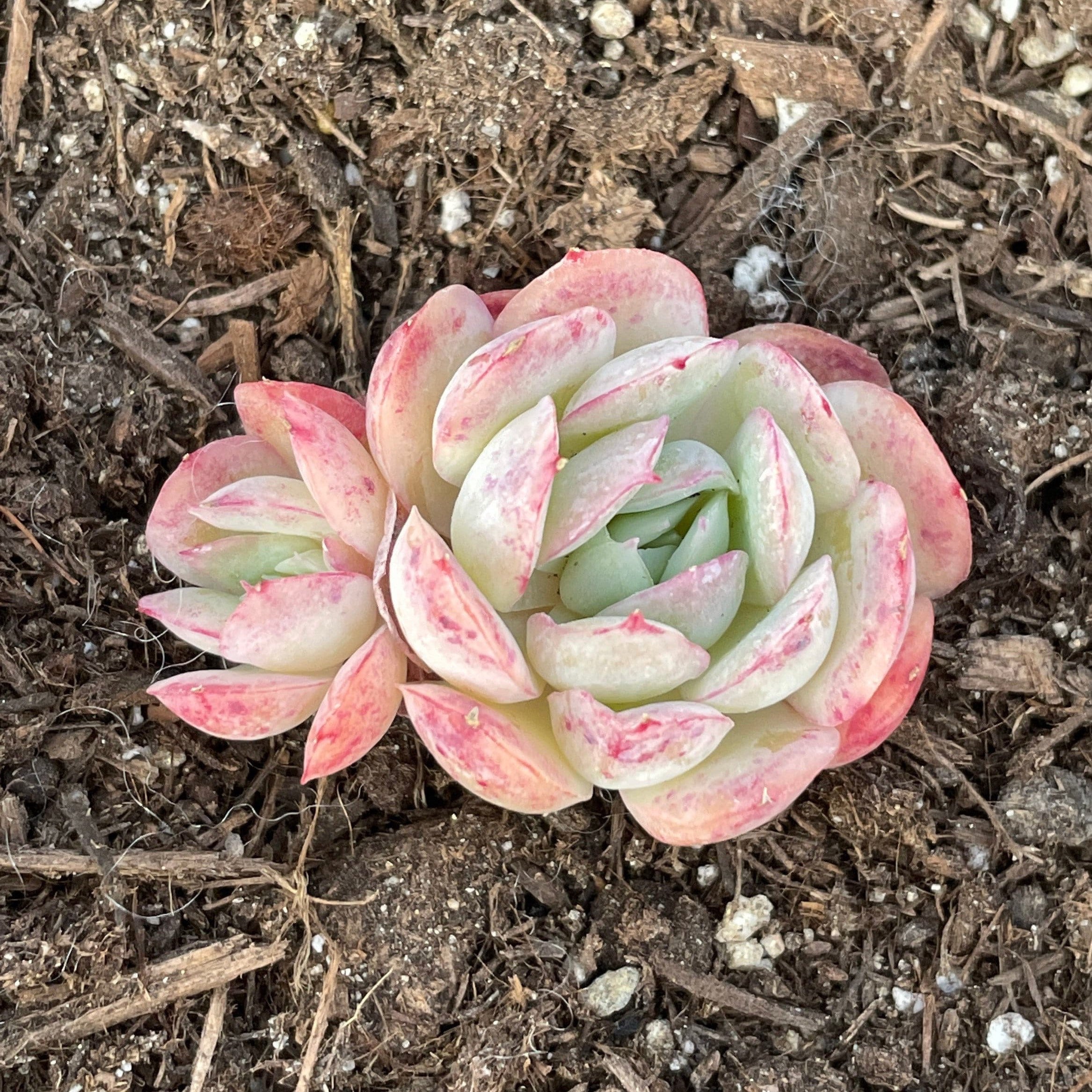 Rare Succulents Echeveria Strawberry 1am Succulents