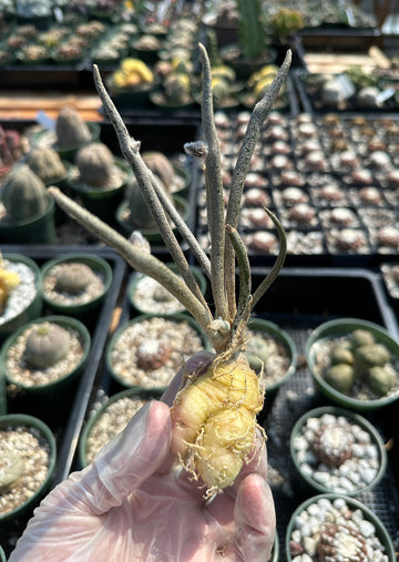Rare Cactus - Astrophytum caput-medusae Seed Grown