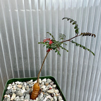 Rare Succulent - Operculicarya Decaryi 'Elephant Tree'