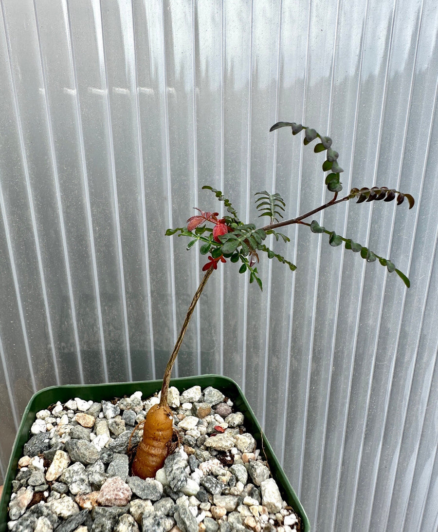 Rare Succulent - Operculicarya Decaryi 'Elephant Tree'