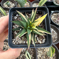 Rare Succulents - Haworthia varigated Ivory Tower