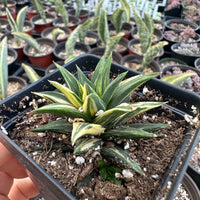 Rare Succulents - Haworthia varigated Ivory Tower