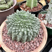 Rare Cactus - Gymnocalycium Baldianum Inermis Crested (1)
