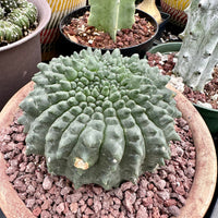 Rare Cactus - Gymnocalycium Baldianum Inermis Crested (1)