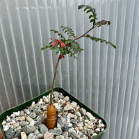 Rare Succulent - Operculicarya Decaryi 'Elephant Tree'