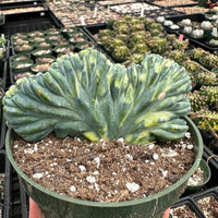Rare Cactus - Myrtillocactus Geometrizans Crested var. Fred Variegata small