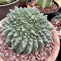 Rare Cactus - Gymnocalycium Baldianum Inermis Crested (1)