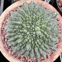 Rare Cactus - Gymnocalycium Baldianum Inermis Crested (1)