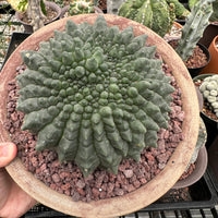 Rare Cactus - Gymnocalycium Baldianum Inermis Crested (1)
