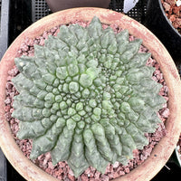 Rare Cactus - Gymnocalycium Baldianum Inermis Crested (1)