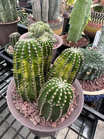 Rare Cactus - Echinopsis Eyriesii black kingkong variegated cluster (1)