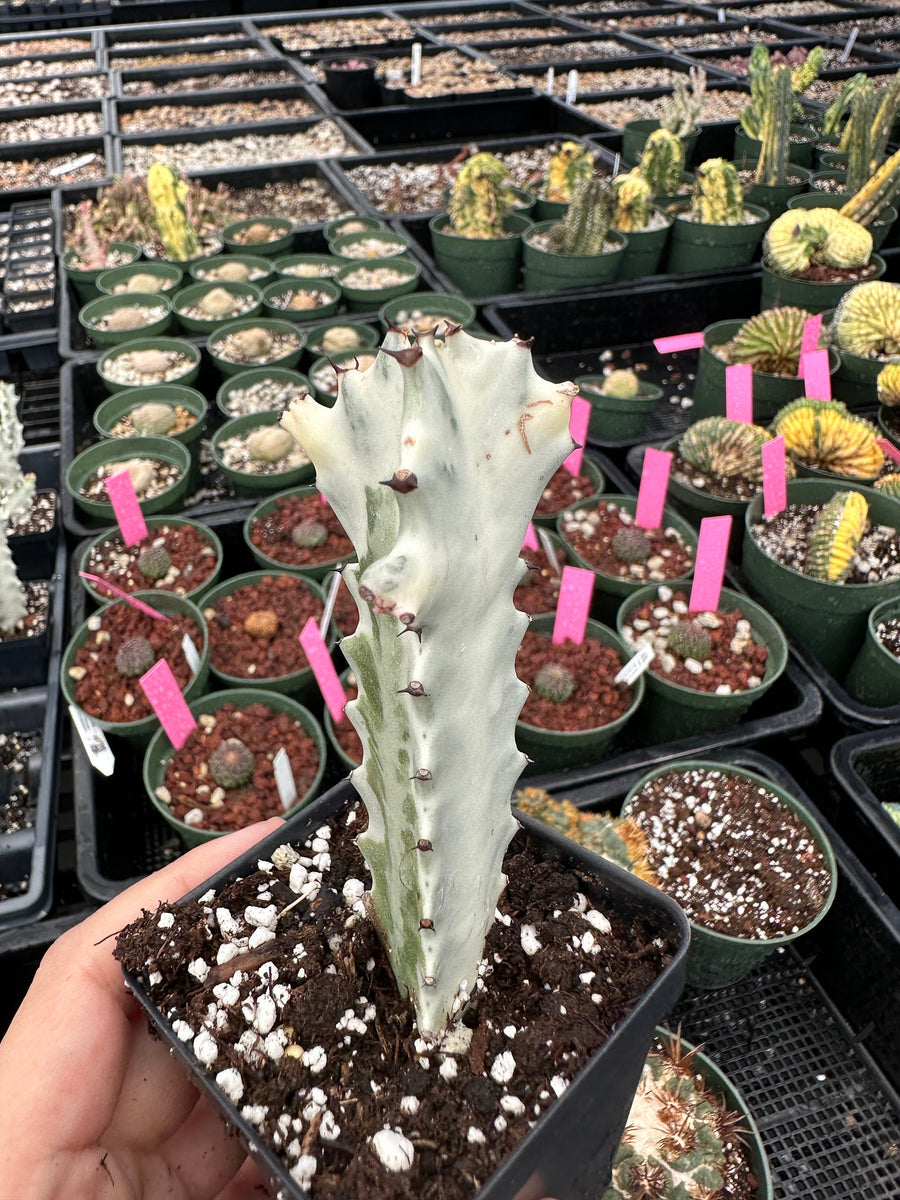 Rare Euphorbia - Euphorbia Lactea ghost Variegata pink