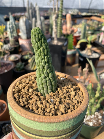 Rare Cactus - Larryleachia Cactiformis