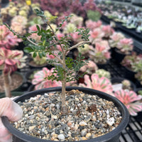 Rare Succulent - Operculicarya Decaryi 'Elephant Tree'