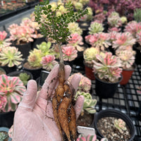 Rare Succulent - Operculicarya Decaryi 'Elephant Tree'