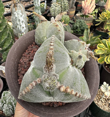 Rare Cactus - Astrophytum Kikko (1)