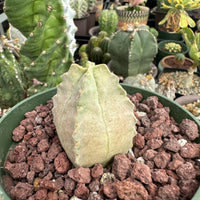 Rare Cactus - Whitesloanea Crassa