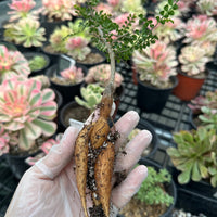 Rare Succulent - Operculicarya Decaryi 'Elephant Tree'