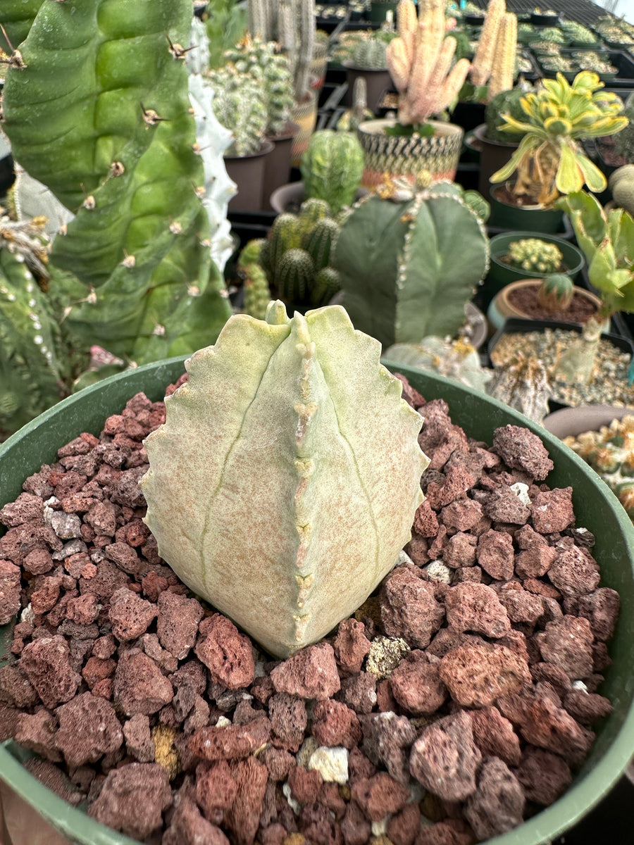 Rare Cactus - Whitesloanea Crassa
