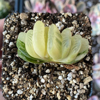 Rare Succulents - Haworthia truncata variegated (2.5" pot)