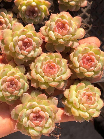 Rare Succulents - Echeveria Blush Double Heads (1.5”-2”)