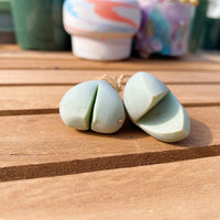Rare Succulents - Lithops Dinteranthus Schwantes (0.8”)
