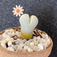Rare Succulents - Lithops Dinteranthus Schwantes (0.8”)