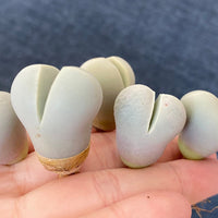 Rare Succulents - Lithops Dinteranthus Schwantes (0.8”)