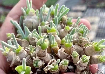 Monilaria Obconica (Budding Bulb), Rare Succulents, Live Plant, Bunny Fuzzy Green
