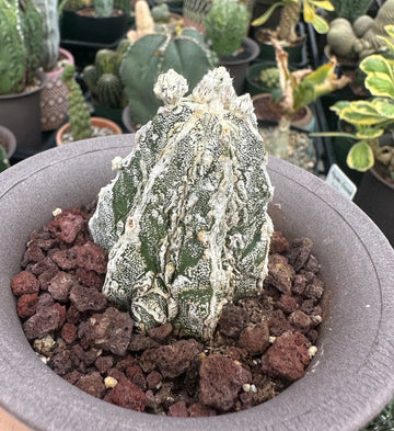 Rare Cactus - Astrophytum Myriostigma cv. onzuka Fukuryu (2”)